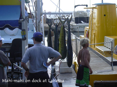 mahimahi